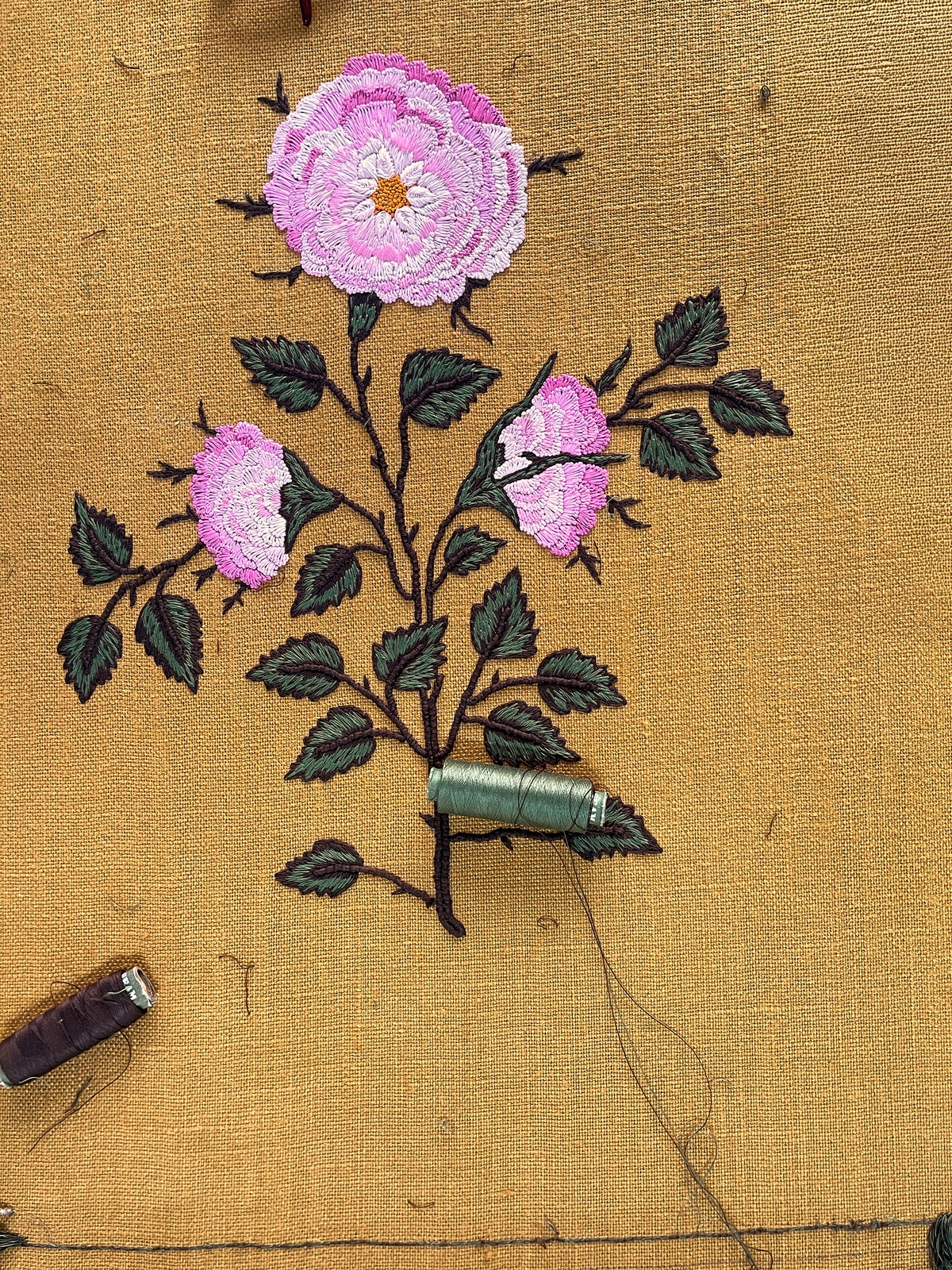 Rosa
